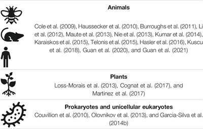 Transfer RNA and Origins of RNA Interference